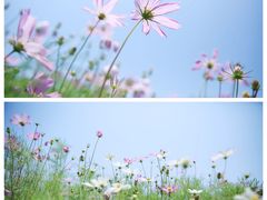 -西京湾花海