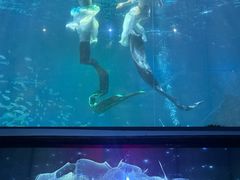 -海合安成都极地海洋公园