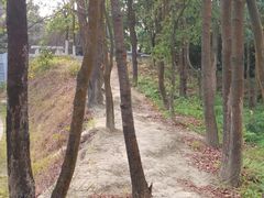-黄埔油麻山森林公园