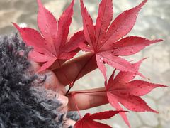 -古尔沟华美达温泉度假酒店