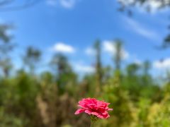 -日照海滨国家森林公园