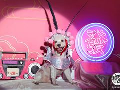 -超宠爱宠物摄影-Super pet