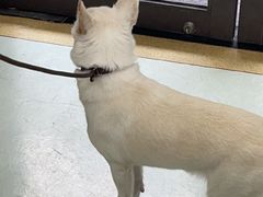 -瑞鹏宠物医院·宠保定点·心脏科·内科(御桥分院)