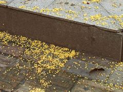 -丽华早点(大成路店)