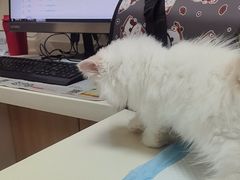 -全心全意连锁动物医院·微创中心·内科急重症·心脏专科(丰管路店)