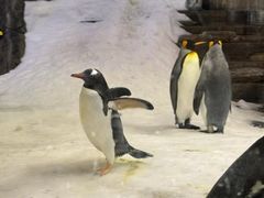 -悉尼海洋生物水族馆