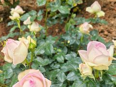 -人民公园(罗湖区)