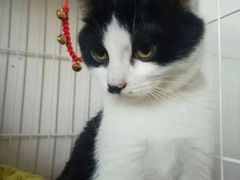 -北京恒爱动物医院(清景园分院)