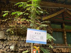-呀路古热带植物园