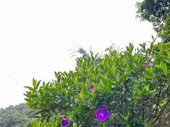 -广州市白云山风景名胜区