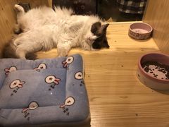 -屋虎猫馆(宝安大仟里店)