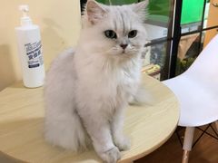 -李小姐の猫咖啡馆(五角场店)