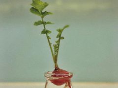 -维乐口腔医院(星海湾分院)