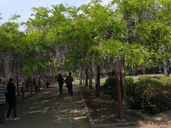 -嘉定紫藤园