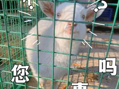 -同里湖度假村(二期店)