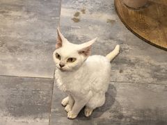 -楼上猫咖(罗湖店)