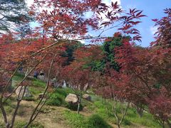 -广州市帽峰山景区
