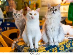 -平行世界·猫咖(首经贸店)