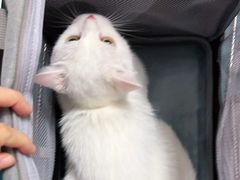 -翊宠yipet猫狗购宠庄园犬舍•猫舍