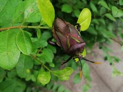 -铁山坪森林公园