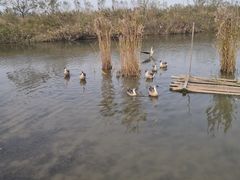 -盐城丹顶鹤湿地生态旅游区