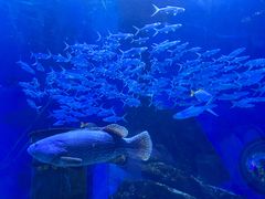 -海合安武汉极地海洋公园