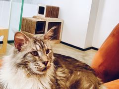 -瞄一喵猫咖(格力海岸店)