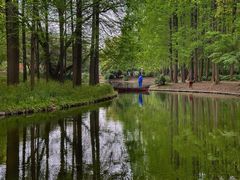 -上海共青森林公园