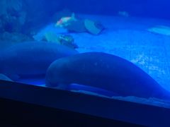 -烟台海昌鲸鲨海洋公园