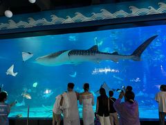 -烟台海昌鲸鲨海洋公园