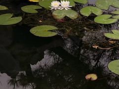 -东山雕花楼