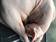 -蓝鲸·缅因猫舍