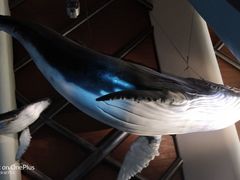 -贝林大翅鲸简餐厅(国家海洋博物馆店)