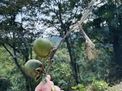 -长沙黑麋峰国家森林公园