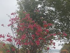 -厦门园林博览苑