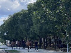 -北京群众马术培训基地