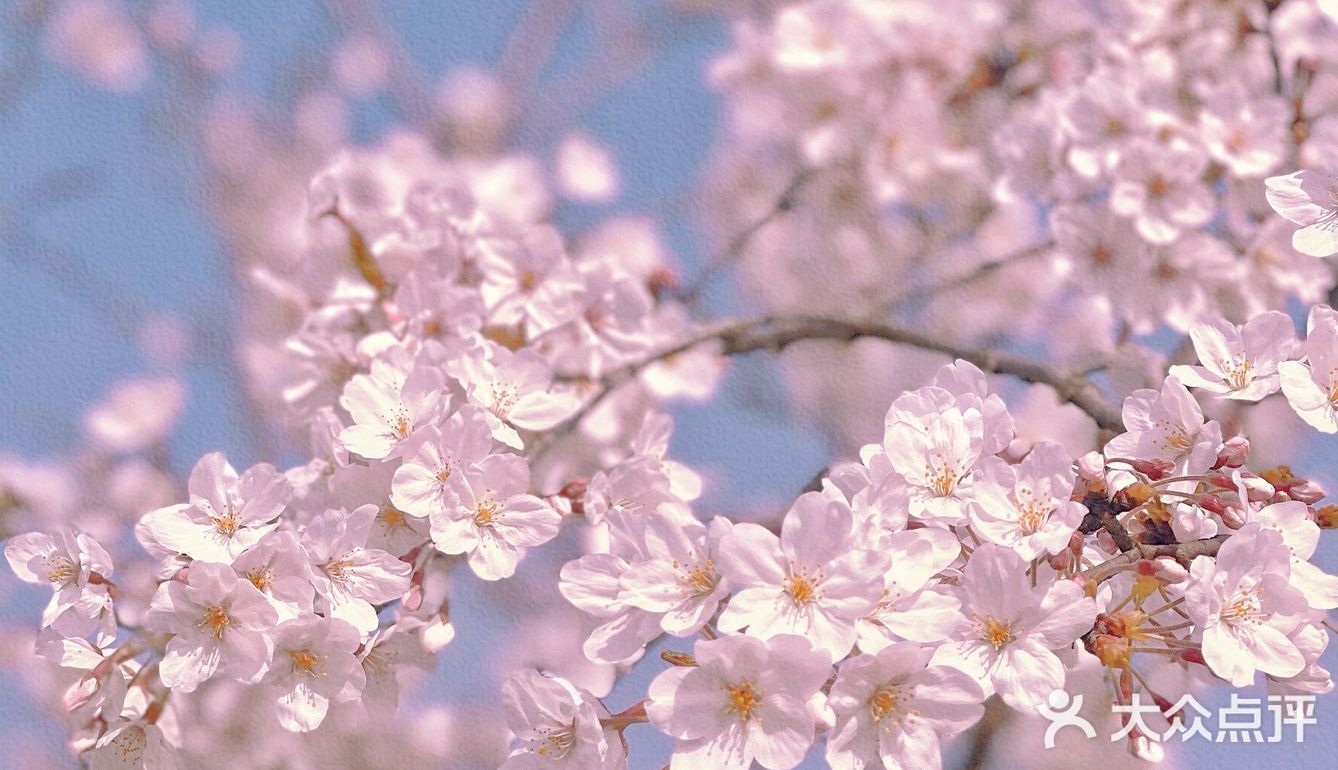 🌸苏州樱花打卡