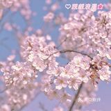 🌸苏州樱花打卡