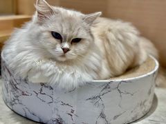 -瞄一喵猫咖(格力海岸店)