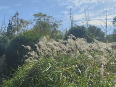 -梁鸿国家湿地公园