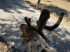 -北京鹿世界主题园
