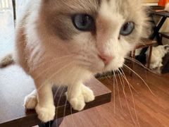 -楼上猫咖(罗湖店)