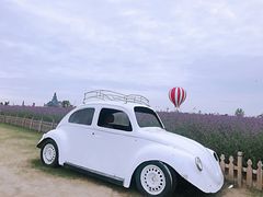 -荷兰花海