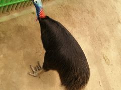 -西霞口神雕山野生动物世界