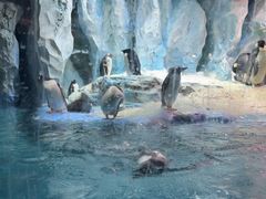 -帝企鹅自助餐厅•儿童岛•真企鹅(长隆企鹅酒店)