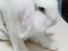 -瑞派·关忠动物医院·异宠专科·犬猫肿瘤·皮肤专科(望京店)