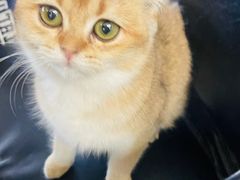 -猫小院猫主题餐厅(南锣旗舰店)