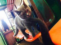 -猫咪博物馆(顶澳仔猫街店)