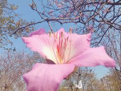 -广东花都湖国家湿地公园