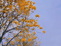 -光明小镇欢乐田园